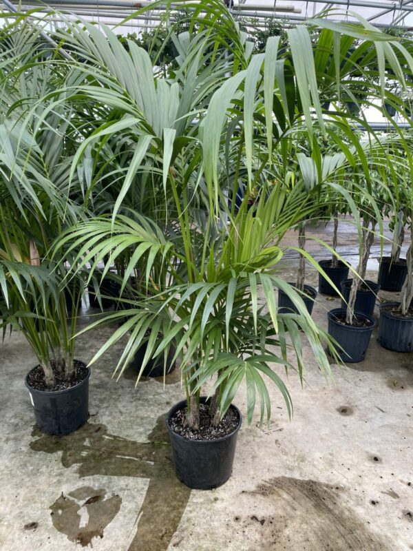 10" Palm Kentia
