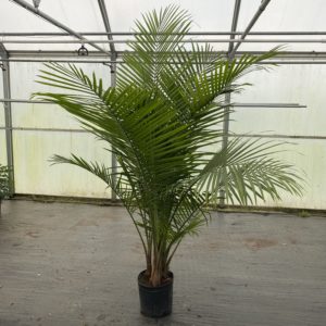 12" Palm Majesty