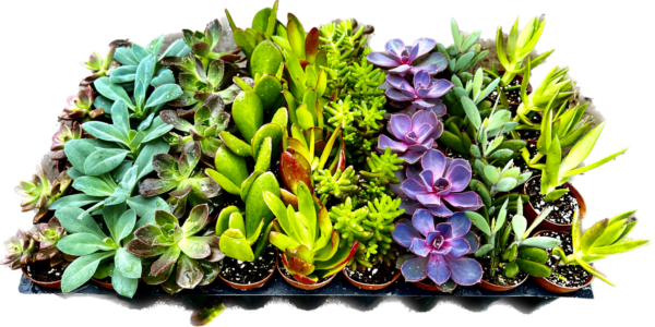 2" Succulent