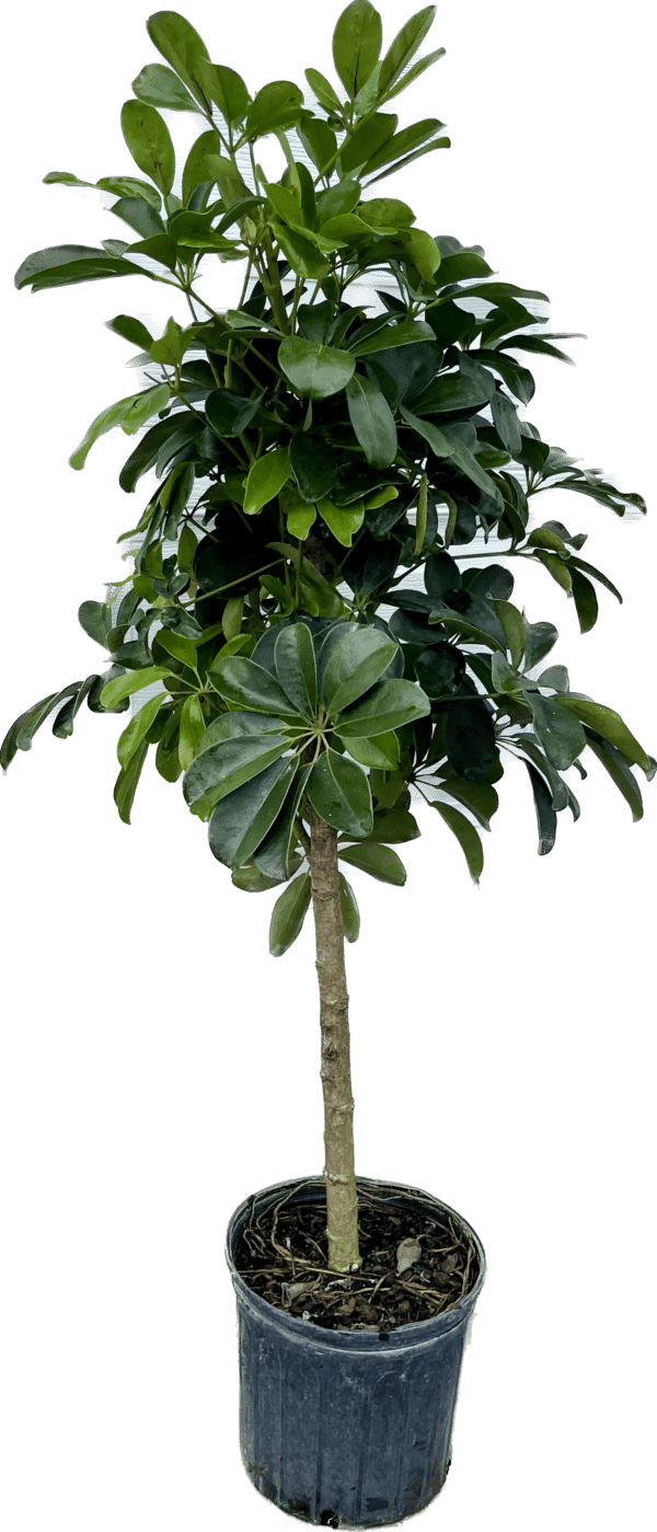 10" Arb (Tree)