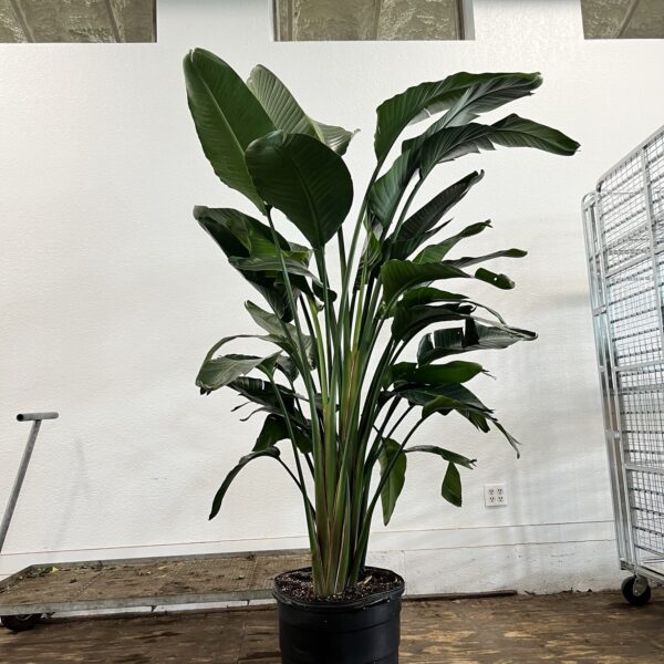 17" Bird of Paradise White