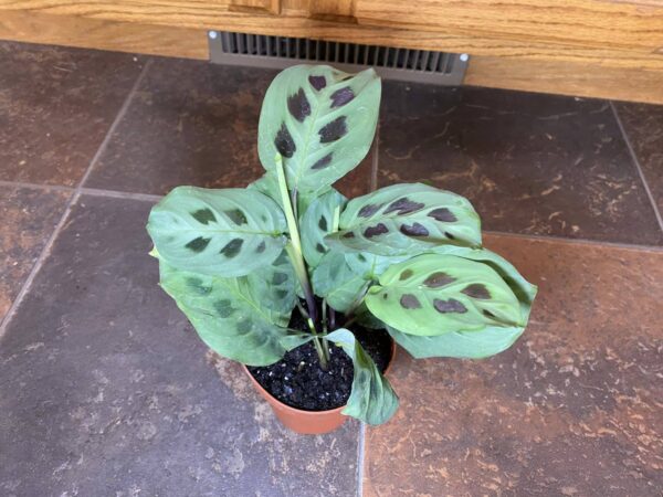4" Maranta Green