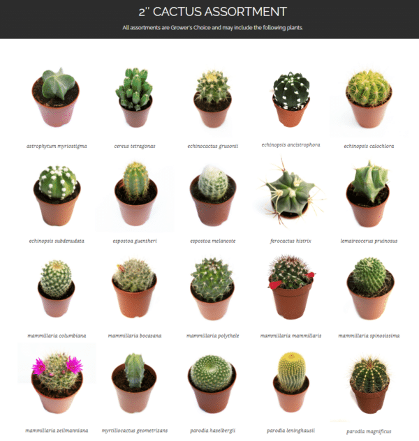 2" Cactus - Image 2