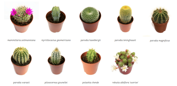 2" Cactus - Image 3