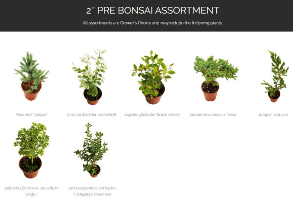 2" Bonsai - Image 2