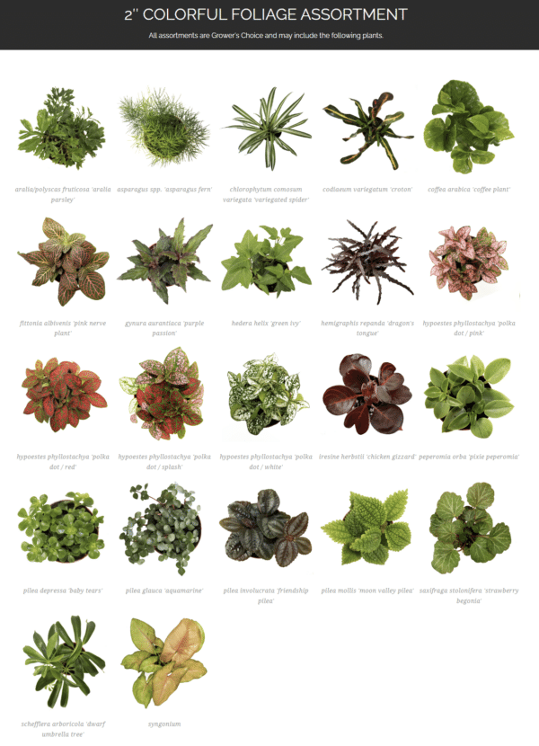 2" Terrarium Foliage - Image 2