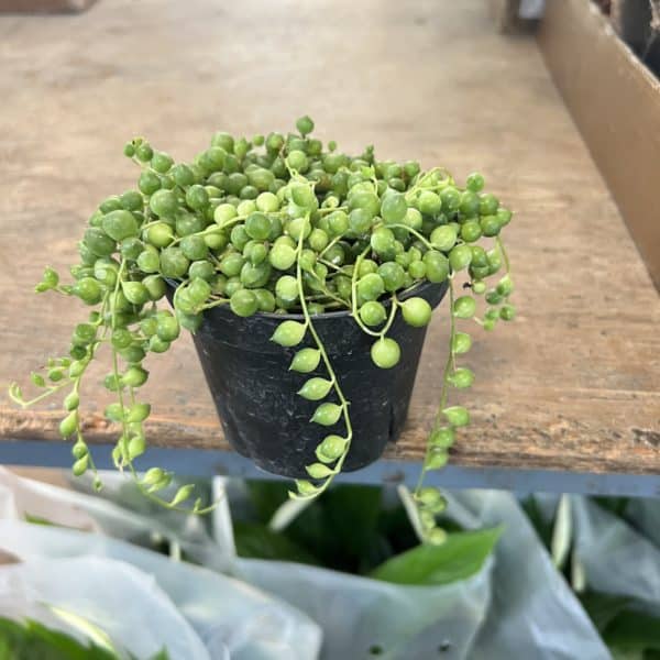 4" String of Pearls - Image 2