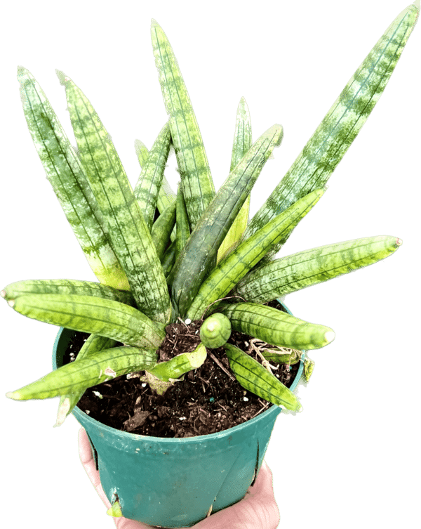 6" Sansevieria Starfish