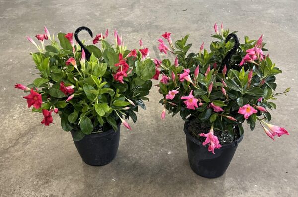 10" Dipladenia Hanger