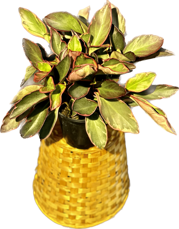 6" Peperomia Obtusifolia