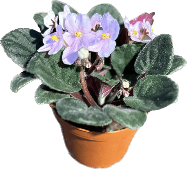4" Violet