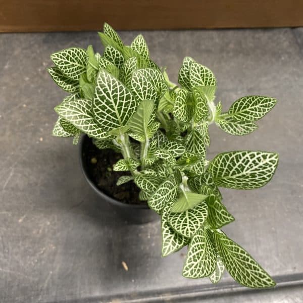 4" Fittonia White