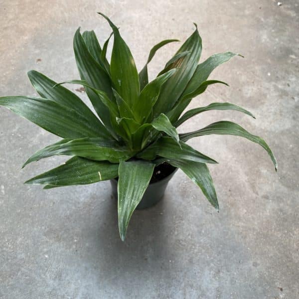 4" Janet Craig