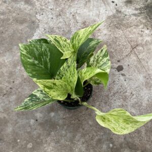 4" Marble Queen