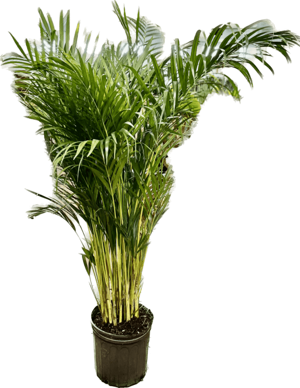 10" Palm Areca