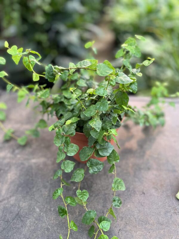 6" Creeping Charlie (Tub)