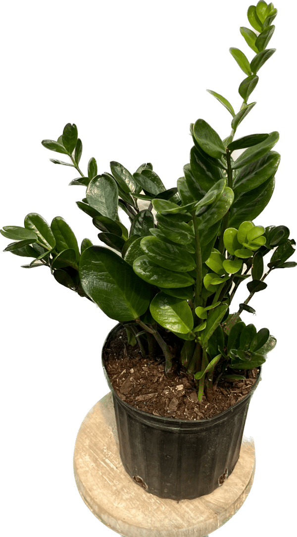 8" ZZ Plant