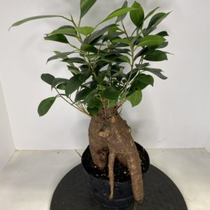 6" Ficus Microcarpa Ginseng