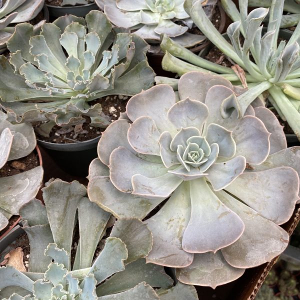 6" Succulent