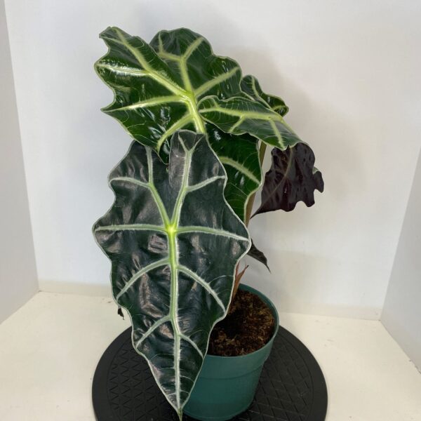 6" Alocasia Polly