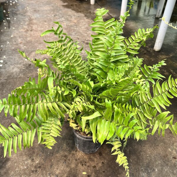 6" Macho Fern