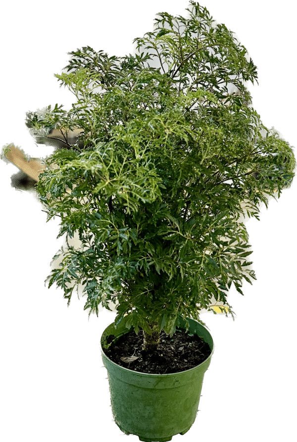 6" Aralia Ming