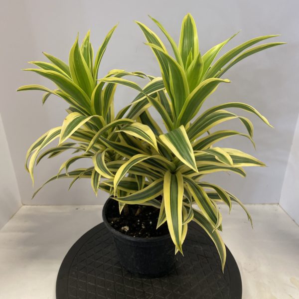 6" Dracaena