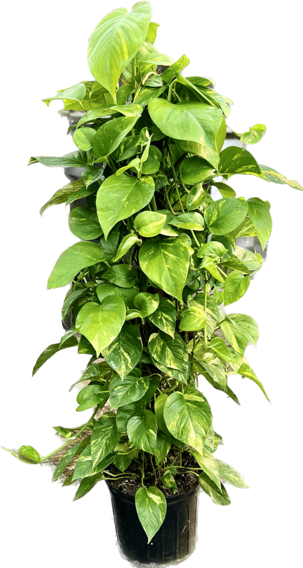 10" Pothos Pole