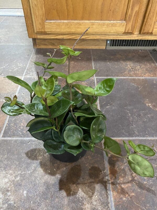 6" Hoya