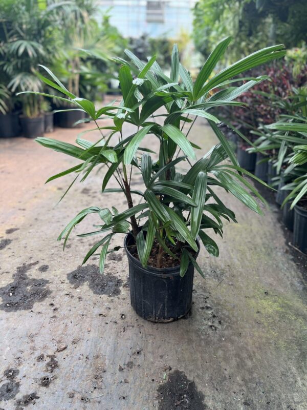 10" Palm Rhapis