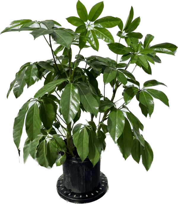 10" Schefflera Amate