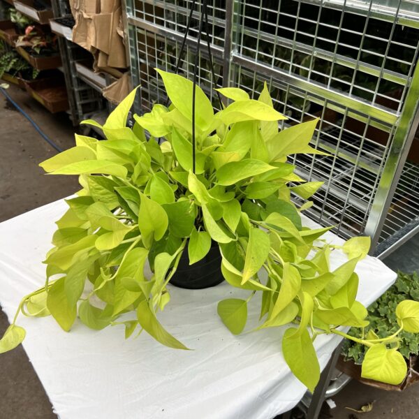 8" HB Pothos Neon - Image 2