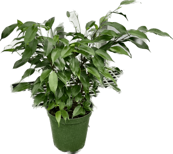 6" Ficus (Bush)