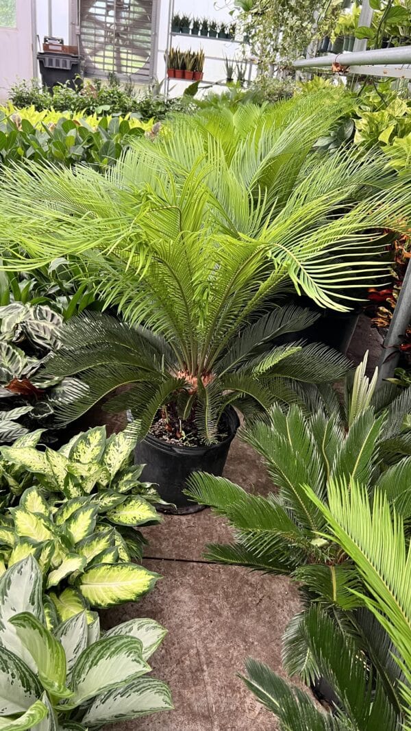14" Palm Sago