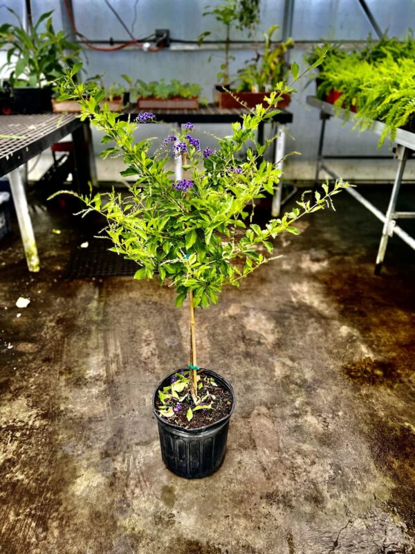10" Duranta (Tree) - Image 2