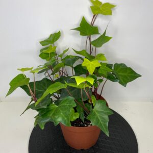 6" Ivy Algerian