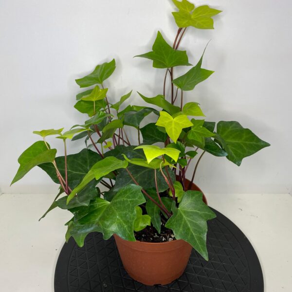 6" Ivy Algerian
