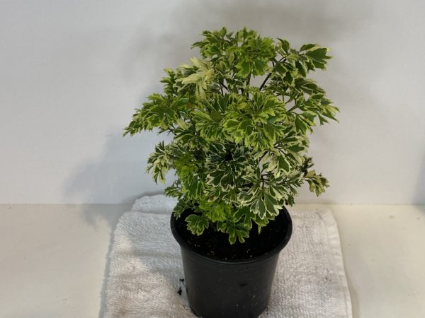 4" Aralia Ming/Fabian - Image 3