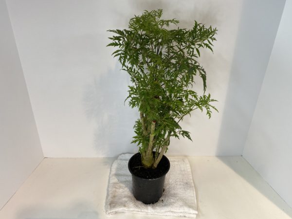 4" Aralia Ming/Fabian