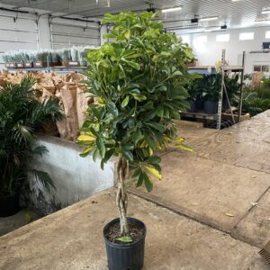 10" Arb Golden (Braid)