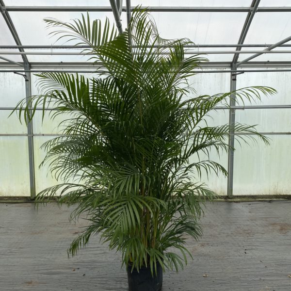 14" Palm Areca