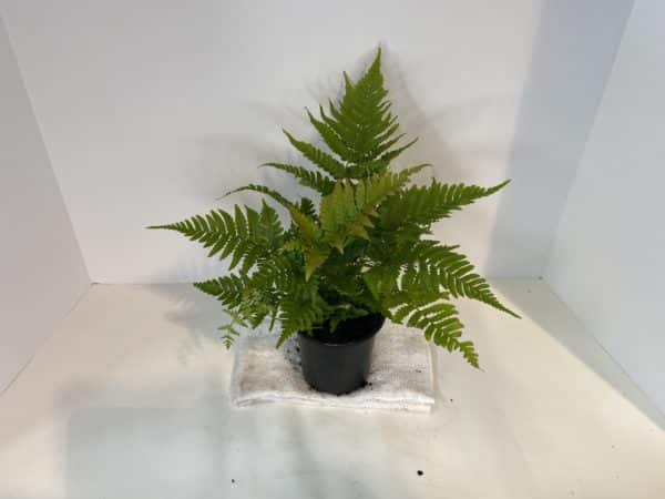 4" Fern (Assorted) - Image 3