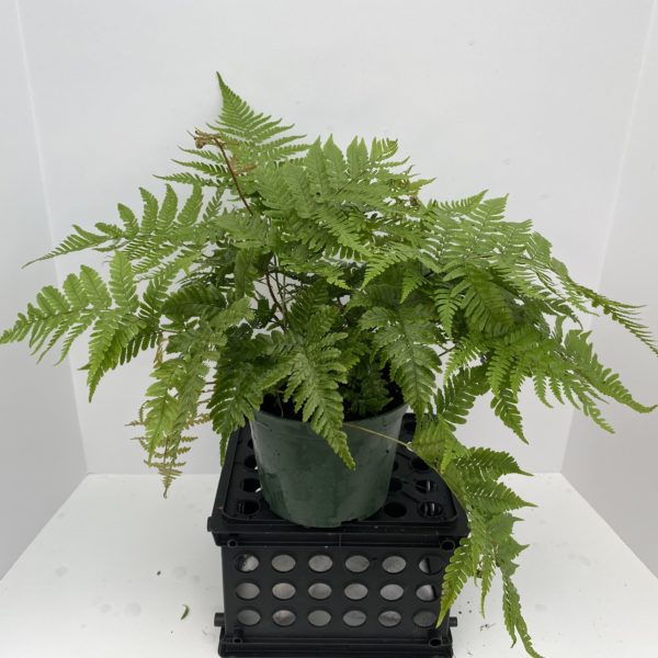 6" Fern Autumn