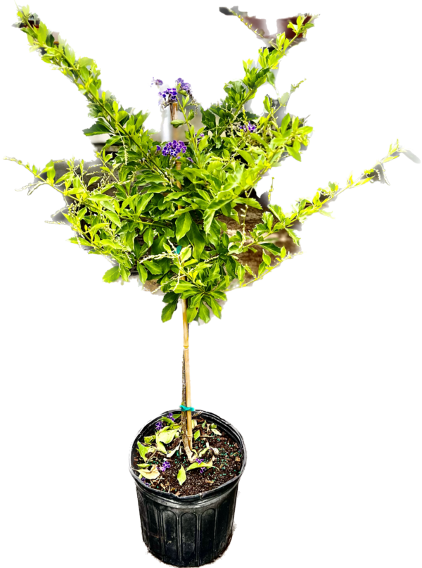10" Duranta (Tree)