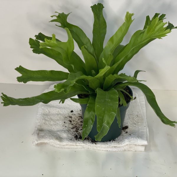 4" Fern (Assorted) - Image 4