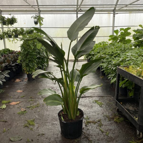 14" Bird of Paradise White