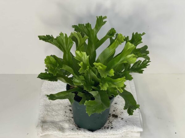 4" Fern (Assorted) - Image 2