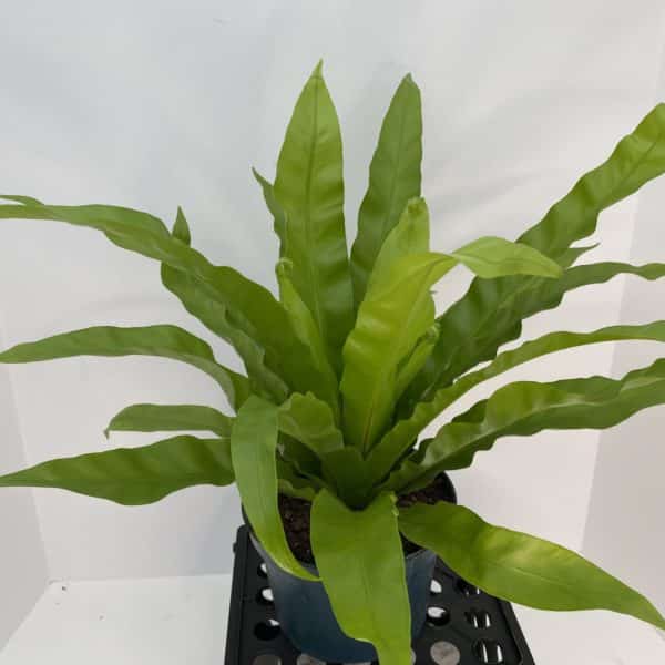6" Fern Bird's Nest