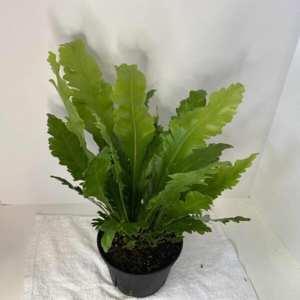 6" Birds Nest Fern Champion