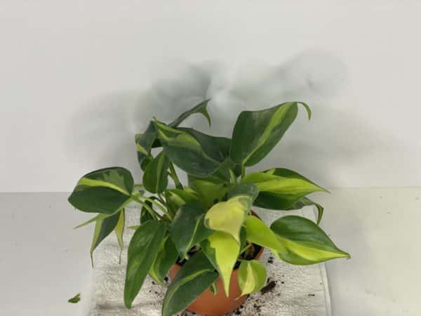 4" Philodendron Brazil